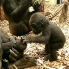 Una gorila de un añito da la bienvenida entre caricias a su hermanito, de tan solo dos semanas, y en manos de su madre todo el día.-ZSL ZOOLOGICAL SOCIETY OF LONDON