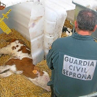 Uno de los terneros muertos encontrados por el Seprona.-GUARDIA CIVIL