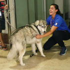 Carolina Marín acaricia a uno de sus dos perros, a la llegada a Barajas. /-J.P.GANDUL (EFE)