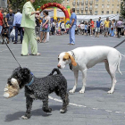 Dos perros pasean junto a sus dueños por la Acera de Recoletos de Valladolid.-Marta Fernández