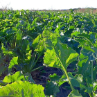 Campo de remolacha afectada por cercospora en una parcela de la comunidad.-ACOR