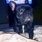 Kokito, el cachorro bulldog francés que ha fallecido durante un vuelo de United Airlines.-/ PERIODICO (REUTERS)