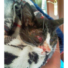Estado de uno de los felinos apalizados.-EL MUNDO