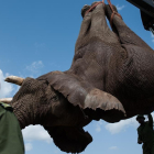 Los efectivos de la reserva natural de Kenia cargan un cadáver de elefante en un camión.-PHIL MOORE