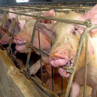 Imagen de una granja de cerdos ubicada en Castilla y León. E. M.