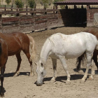 La actividad se desarrollará con caballos-EL MUNDO