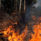 Los incendios forestales suponen una amenaza constante de vulneración de derechos humanos.-EFE