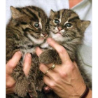 Dos gatos salvajes nacidos en un zoo de Sydney en el 2002.-REUTERS / MARK BAKER