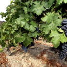 Viñedos del valle de Esgueva.-ICAL