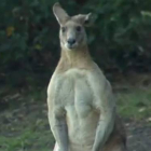 El vídeo que ha popularizado al canguro Dave que se pasea por Brisbane, Australia.-