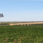 Un panel solar en una zona de viñedos ubicada en la provincia de Burgos.