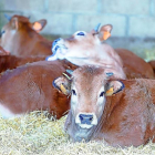 Vacas descansando en una de las explotaciones innovadoras de Castilla y León que forman parte del proyecto europeo.-EL MUNDO