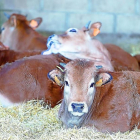 Vacas descansando en una de las explotaciones innovadoras de Castilla y León que forman parte del proyecto europeo.-EL MUNDO