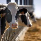 Dos reses acuden a su pesebre en una explotación de vacas lecheras en la provincia de Salamanca.-ENRIQUE CARRASCAL