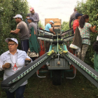 Trabajadores en plena recolección de la pera conferencia en una finca del Bierzo.-E.M.