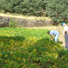 Agricultores en un campo de cultivo de Judía de El Barco de Ávila la pasada campaña.-EL MUNDO