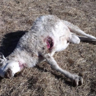 Una de las ovejas afectadas por el ataque de lobos en Fresnedilla, Ávila.-E. M.