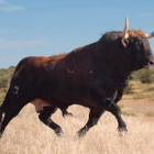 Prícipe, Toro de Vega 2017.-EL MUNDO