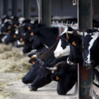 Vacas lecheras en una explotación ganadera de la Comunidad.-PABLO REQUEJO