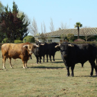 Astados de una ganadería vallisoletana apartados para una corrida de toros.-José Salvador.