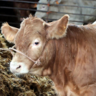 Animales en una explotación ganadera de la comarca de Aliste. Entre los 8 y los 12 meses de edad son sacrificados en el caso de la ternera lechal.-J.L.C.