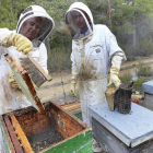 Dos apicultores recolectan la miel en un colmenar de la localidad palentina de Villota del Páramo. - ICAL