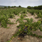 Viñedos en la comarca de Cebreros.-ICAL