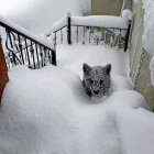 Imagen del oso encontrado a las escaleras de una casa en Prioro (León)-El Mundo