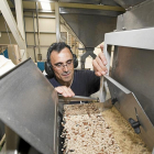 Planta de procesamiento de piñones en la localidad pinariega de Pedrajas de San Esteban.-EL MUNDO