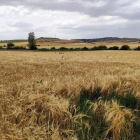 La prevision inicial es iniciar la cosecha en la provincia con el mes de julio. / ECB