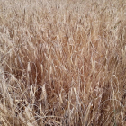 Parcela de cereal en la que pueden apreciarse los daños que ha causado la sequía en este cultivo.-AGROSEGURO