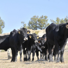 Explotación de vacas en la provincia de Soria.-VALENTÍN GUISANDE