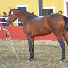 Uno de los caballos hispano-árabe en el pasado Concurso en Valdestillas-E. M.