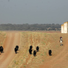 Toros de Juan Luis Fraile.-A.V