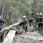 Los bomberos retiran un árbol   en el Campo Grande derribado  durante uno de los últimos temporales .-MIGUEL ÁNGEL SANTOS