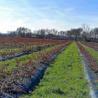Cultivo de arándano en Candeleda (Ávila).-E.M.