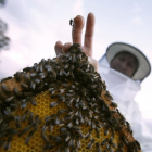 Franscico Javier Fernández, responsable del sector de la Alianza, con sus abejas en su explotación de Salamanca.-ENRIQUE CARRASCAL