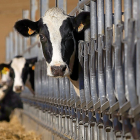 Vacas lecheras miran a la cámara en una explotación ubicada en la provincia de Salamanca. - Enrique Carrascal