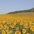 Campo de girasol en floración en una parcela de Castilla y León. Esta oleginosa es uno de los cultivos que recibe ayudas en la nueva PAC.-E.M.