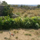 La Guardia Civil de Ávila incauta 63 plantas de marihuana en lo que llevamos de mes en la provincia de Ávila.-ICAL