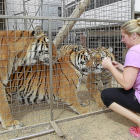 Una trabajadora del circo alimenta a los tigres en las instalacionse del Gran Circo Holiday que inicia hoy sus funciones junto al Real de la Feria.-J. M. Lostau