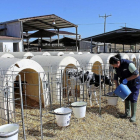 Una trabajadora alimenta un ternero en una explotación ganadera de Valladolid.-M.C.