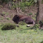 Es el primero en 8 años. Este suceso, se logra luego de una ardua labor por parte de nuestros técnicos del zoológico.-ZOODOM