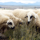 Rebaño de ovejas en la provincia.- HDS
