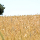 Aspecto que presentaban las explotaciones de cereal de Campo de Gómara hace unos días.-ÁLVARO MARTÍNEZ