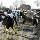 Granja de vacas frixonas en San Isidro de Dueñas (Palencia)-El Mundo