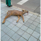 El joven corzo que fue atropellado en una calle de Tudela de Duero.-E.M.
