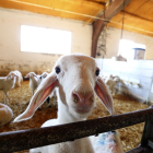 Un cordero se asoma por una de las teleras de su corral en una granja de ganado ovino situada en el municipio vallisoletano de Olmedo. / diego de miguel / ICAL