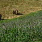 Campo de alfalfa forrajera durante los últimos compases de la campaña, que muestra excelentes resultados en términos de producción para el campo castellanoleonés.-ECB