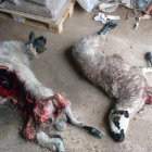 Dos de los animales atacados en el municipio burgalés de Riocabado.-UCCL